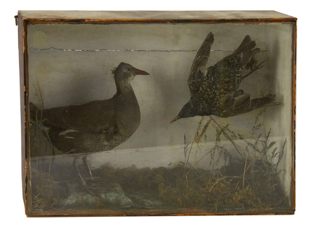 Old Diorama of Game Birds: Old diorama of game birds, 13" x 18" x 5". Provenance: Palm Beach, Florida estate.
