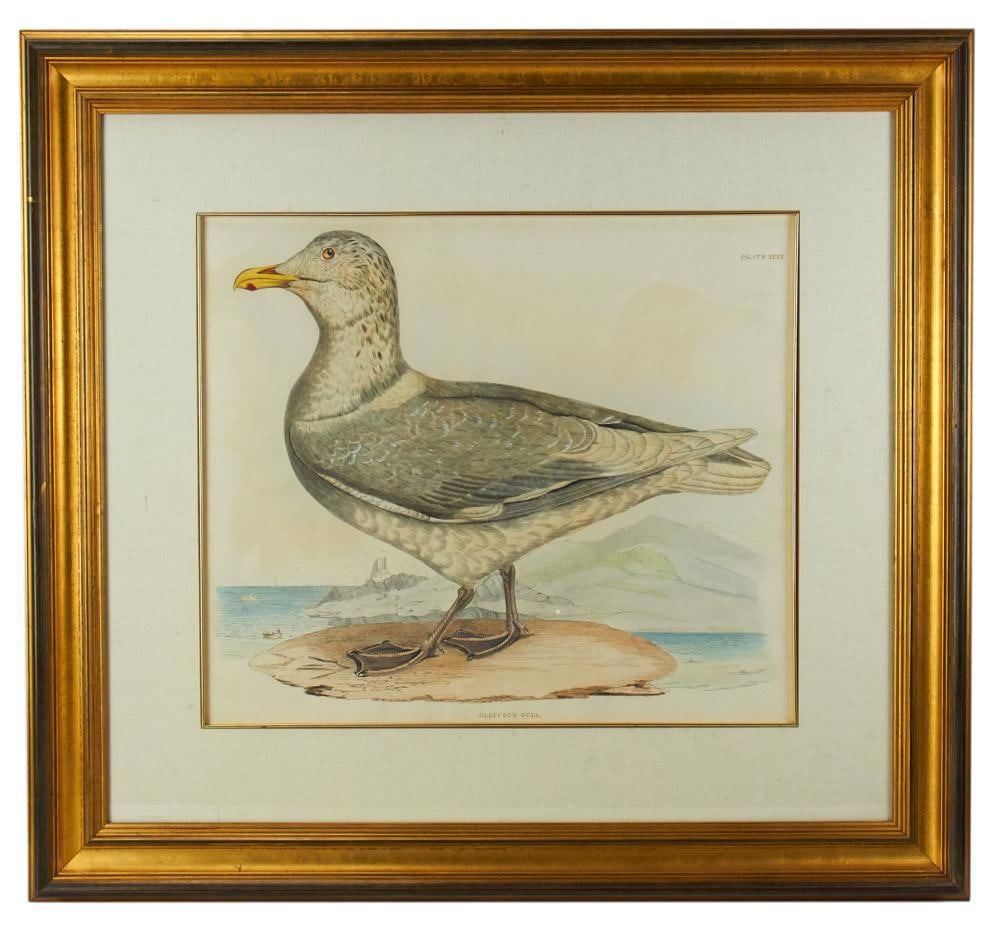 Glaucous Gull, Hand-colored Print, Custom Framed (1 of 5)