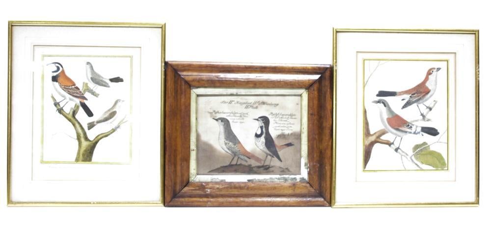 French 18thC Copper Plate Engravings of Sparrows (1 of 5)