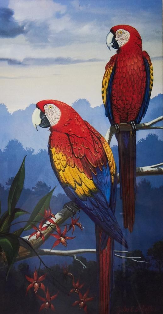 Parrot Prints in Custom Blue Frames - 4