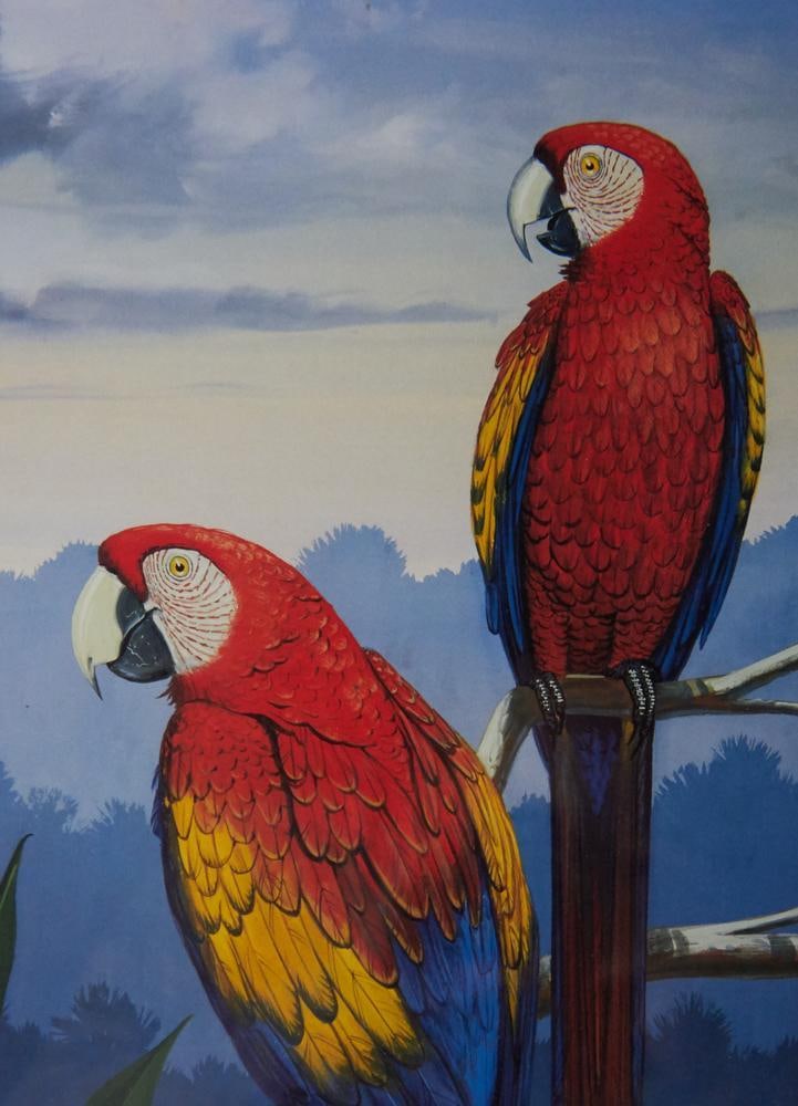 Parrot Prints in Custom Blue Frames - 5