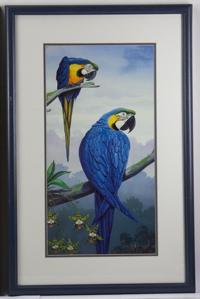 Parrot Prints in Custom Blue Frames - 7