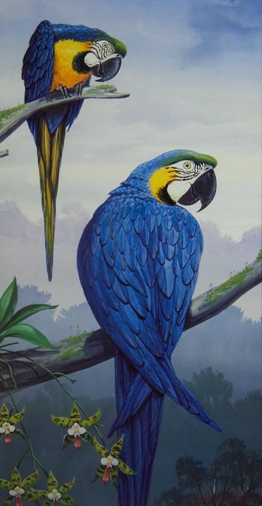 Parrot Prints in Custom Blue Frames - 8