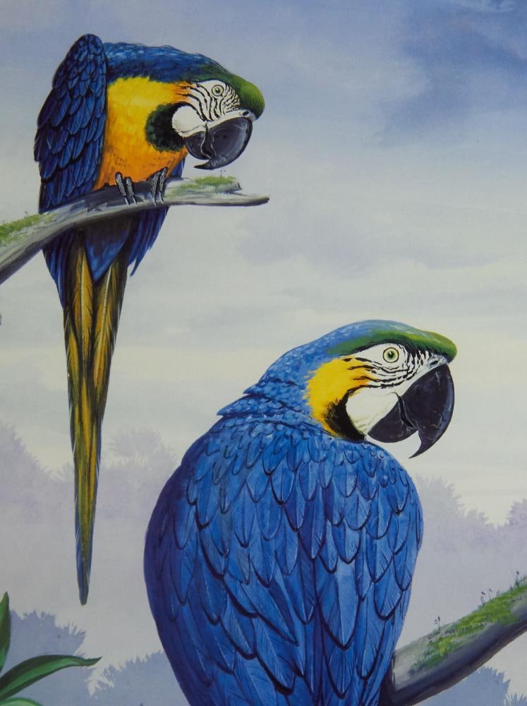 Parrot Prints in Custom Blue Frames - 9