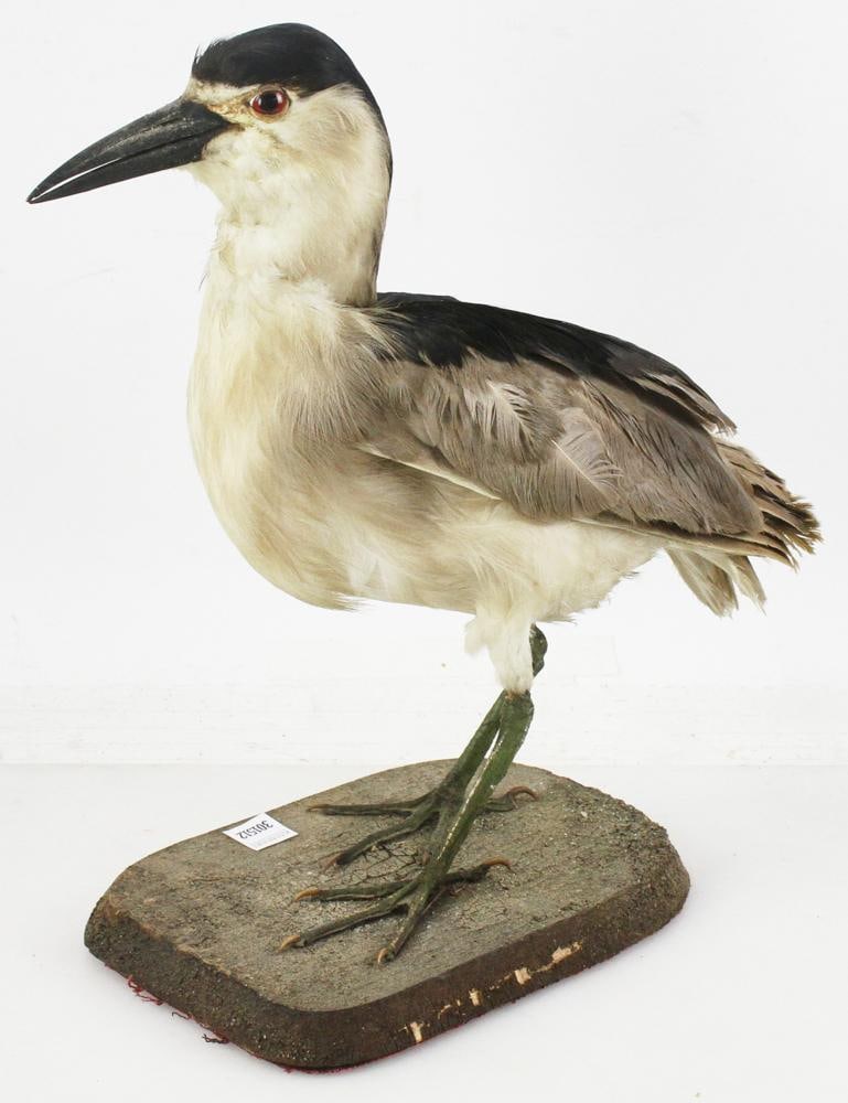 Large Goose, Professionally Preserved on Stand: Large goose, professionally preserved on stand, 16".