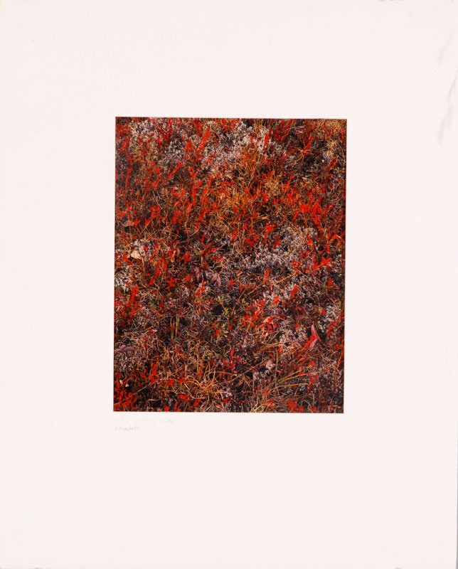 Porter, Color Dye Transfer, New York: Eliot Porter, original color dye transfer, blueberry bushes near Keene Valley, Adirondacks, New York, October 1963, Intimate Landscapes, plate 44, 1st color exhibit Metropolitan Museum of Art, signed