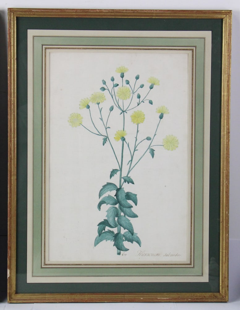 19thC Botanical Hand-Colored Lithographs - 14