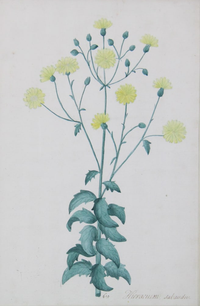 19thC Botanical Hand-Colored Lithographs - 15