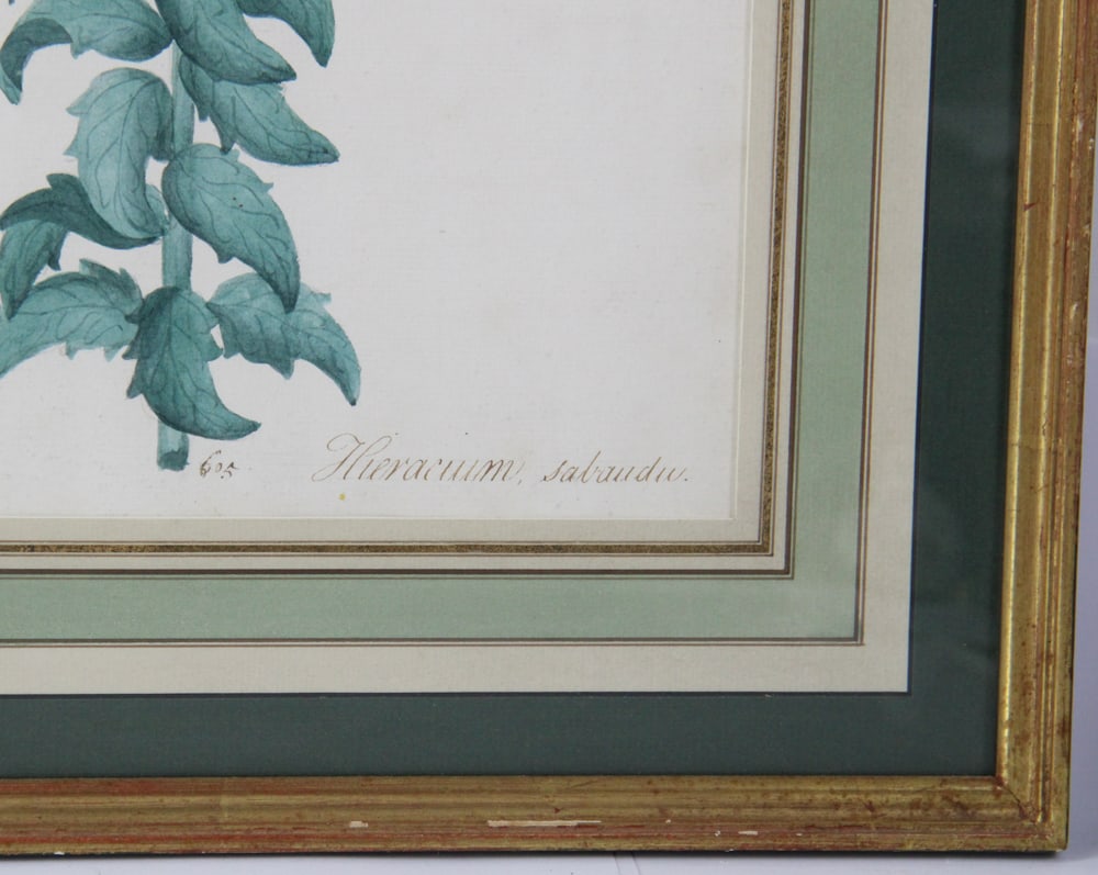 19thC Botanical Hand-Colored Lithographs - 16