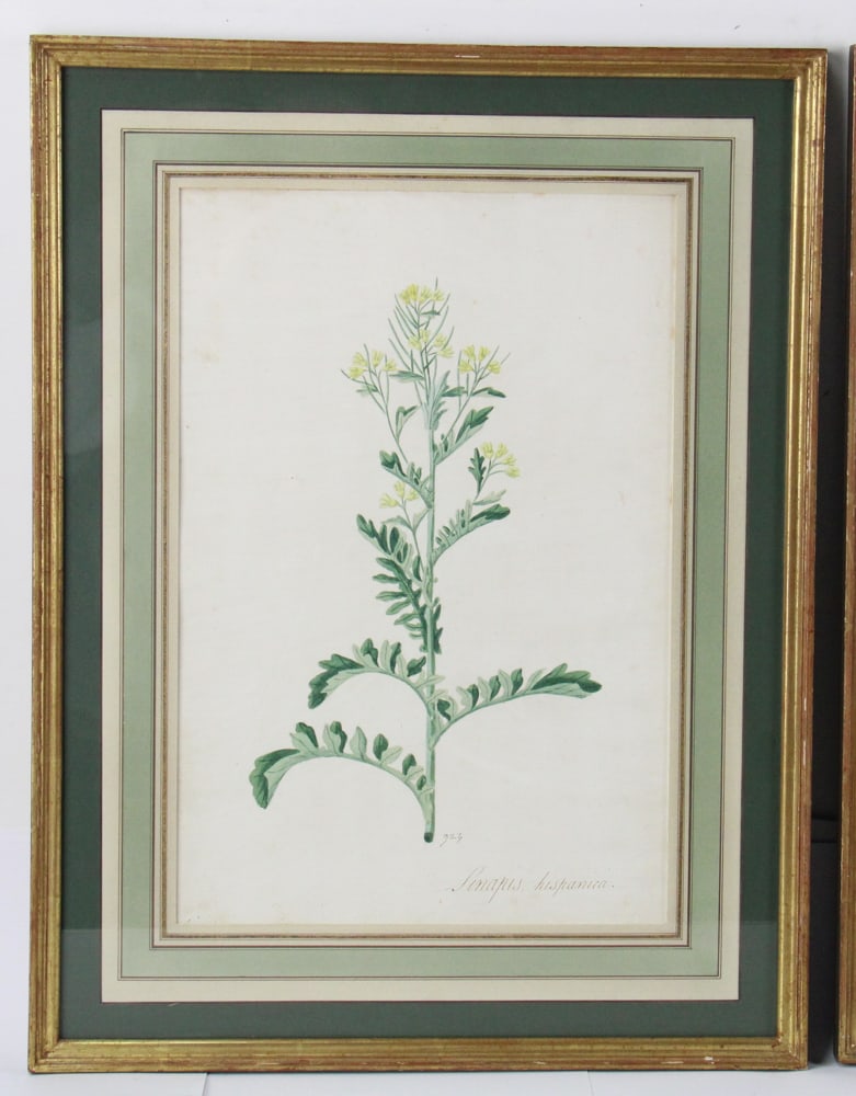 19thC Botanical Hand-Colored Lithographs - 2