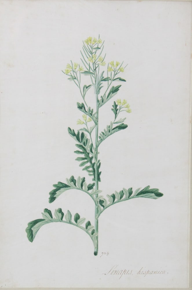 19thC Botanical Hand-Colored Lithographs - 3