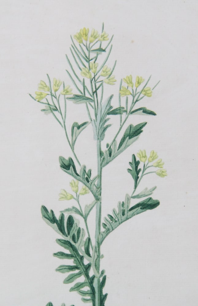 19thC Botanical Hand-Colored Lithographs - 4