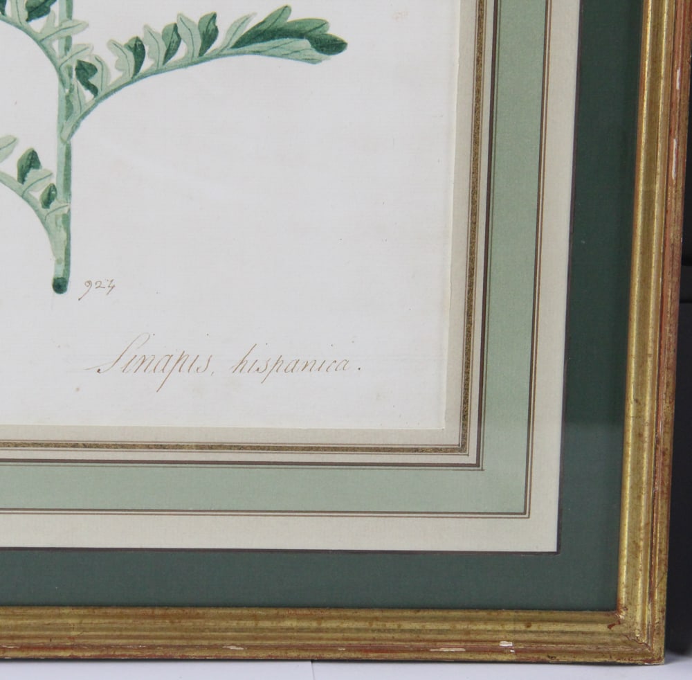 19thC Botanical Hand-Colored Lithographs - 5