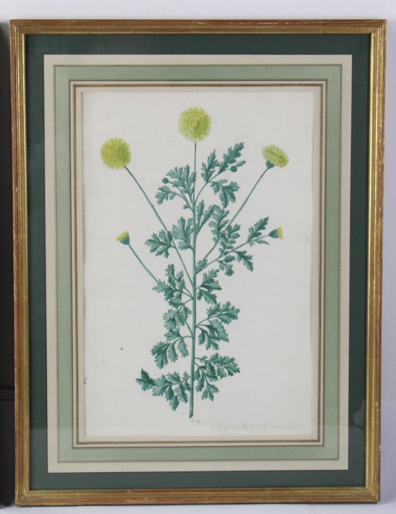 19thC Botanical Hand-Colored Lithographs - 6