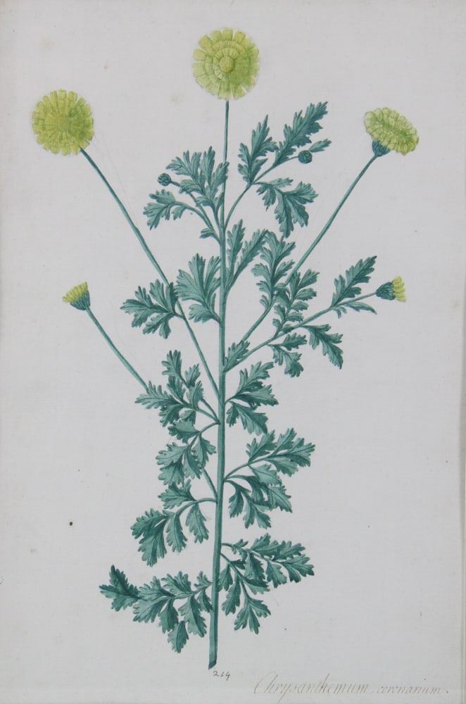 19thC Botanical Hand-Colored Lithographs - 7