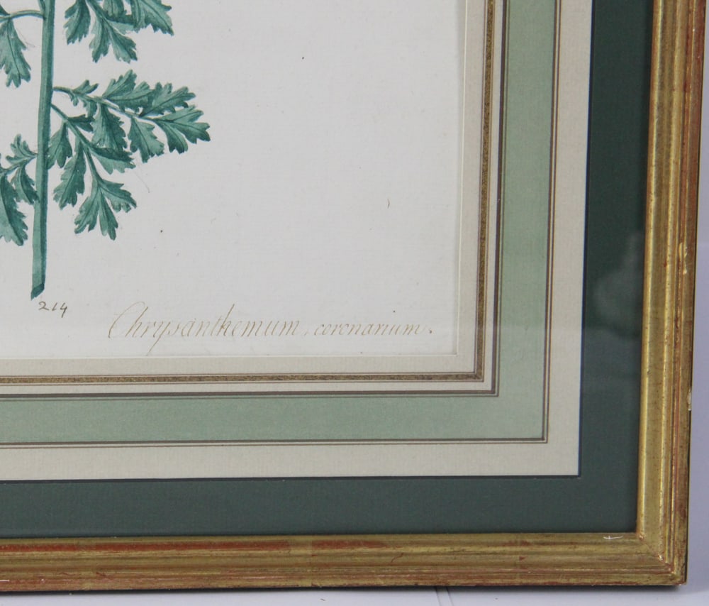 19thC Botanical Hand-Colored Lithographs - 8