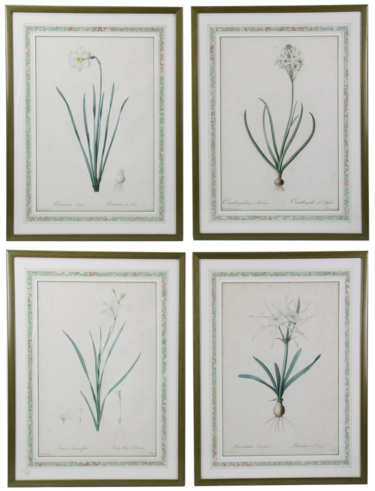 Vintage Botanical Prints, Redoute's Spider Lily (1 of 19)