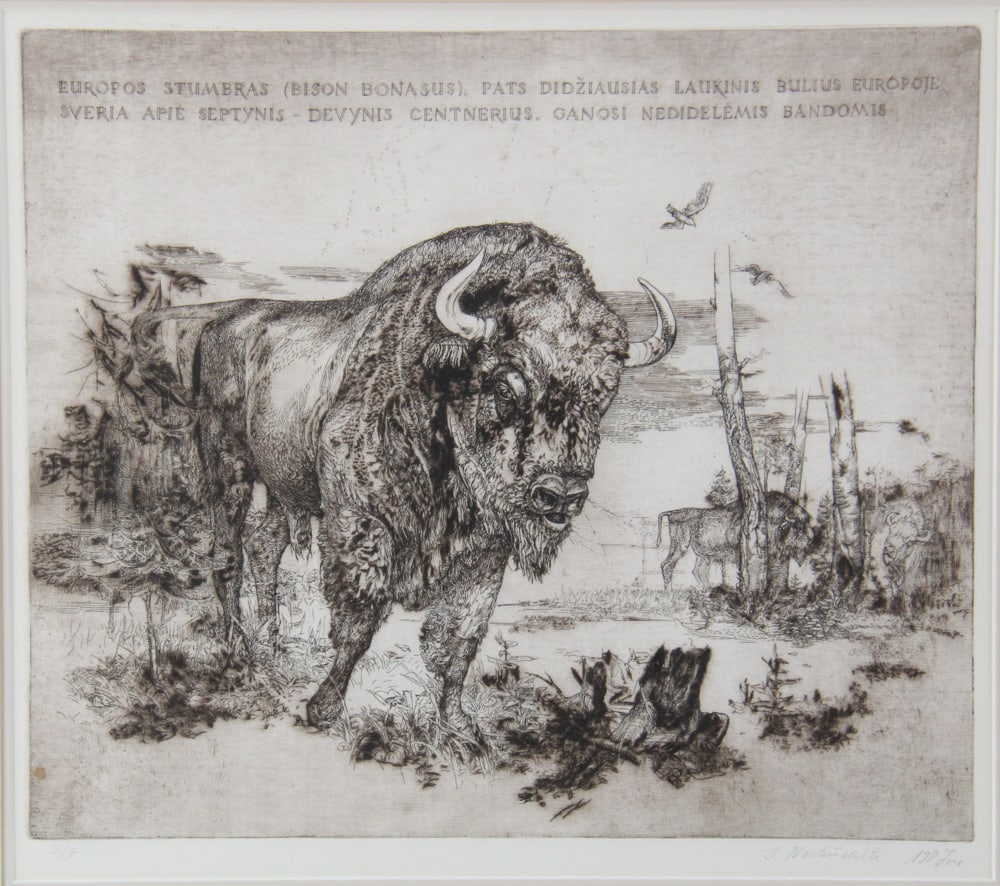 Bison, Etching - 2