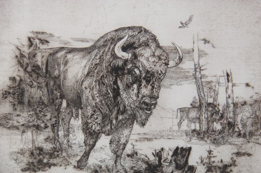 Bison, Etching - 3