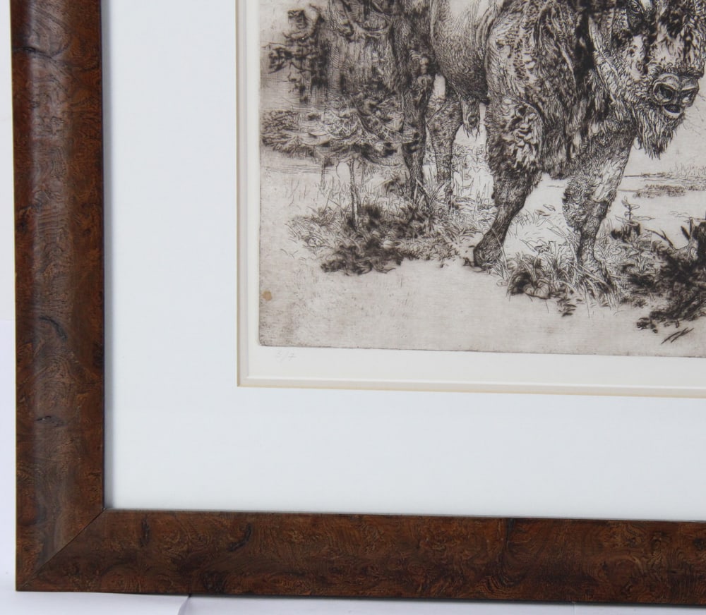 Bison, Etching - 6