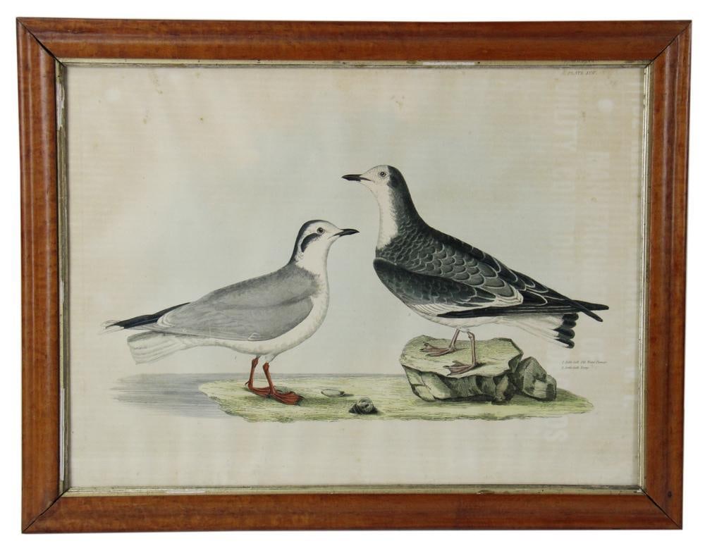19thC Colored Print of "Little Gull"s by P.J. Selby (1 of 6)