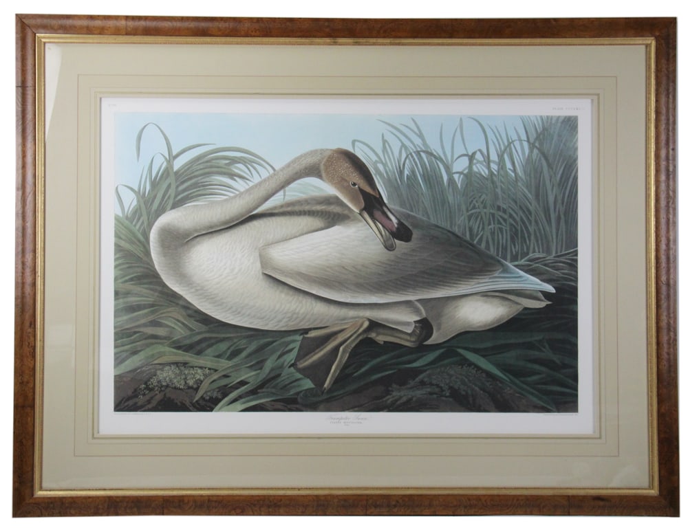 J.J. Audubon Print, "Trumpeter Swan", in Custom Frame (1 of 12)