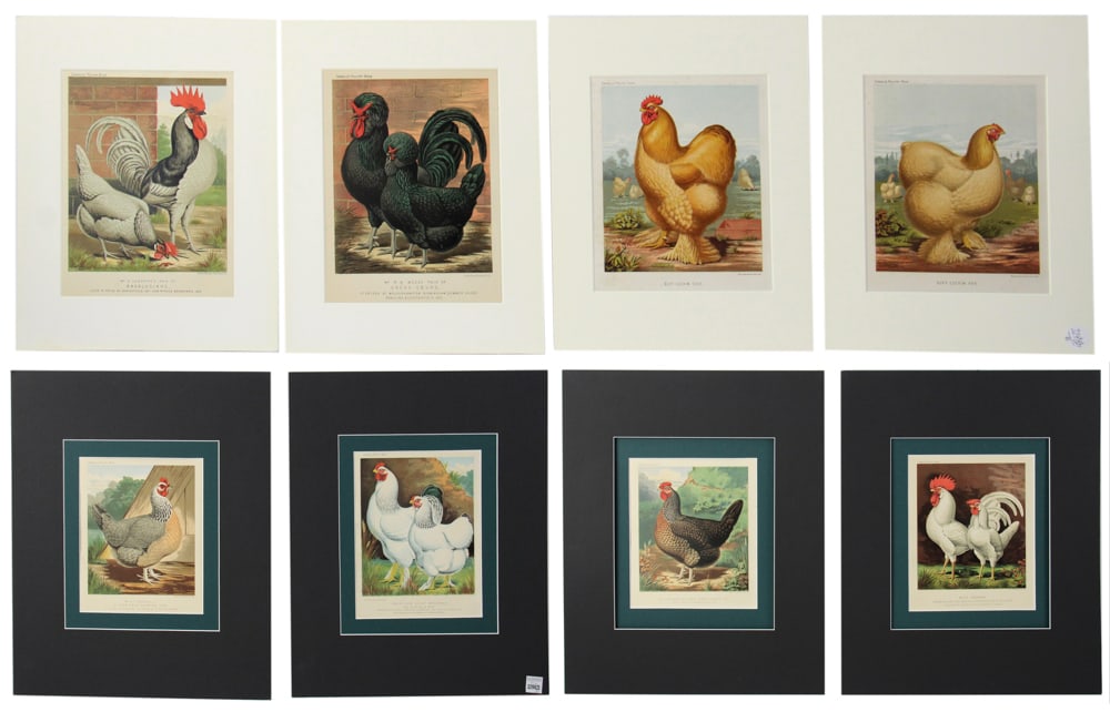 Group of 19thC Prints of Chickens: Group of (8) 19th century prints of chickens, (4) 9" x 7 1/2", mat 13" x 11"; (4) 10 1/2" x 8", mat 20" x 16". Provenance: Saugerties, New York collection.