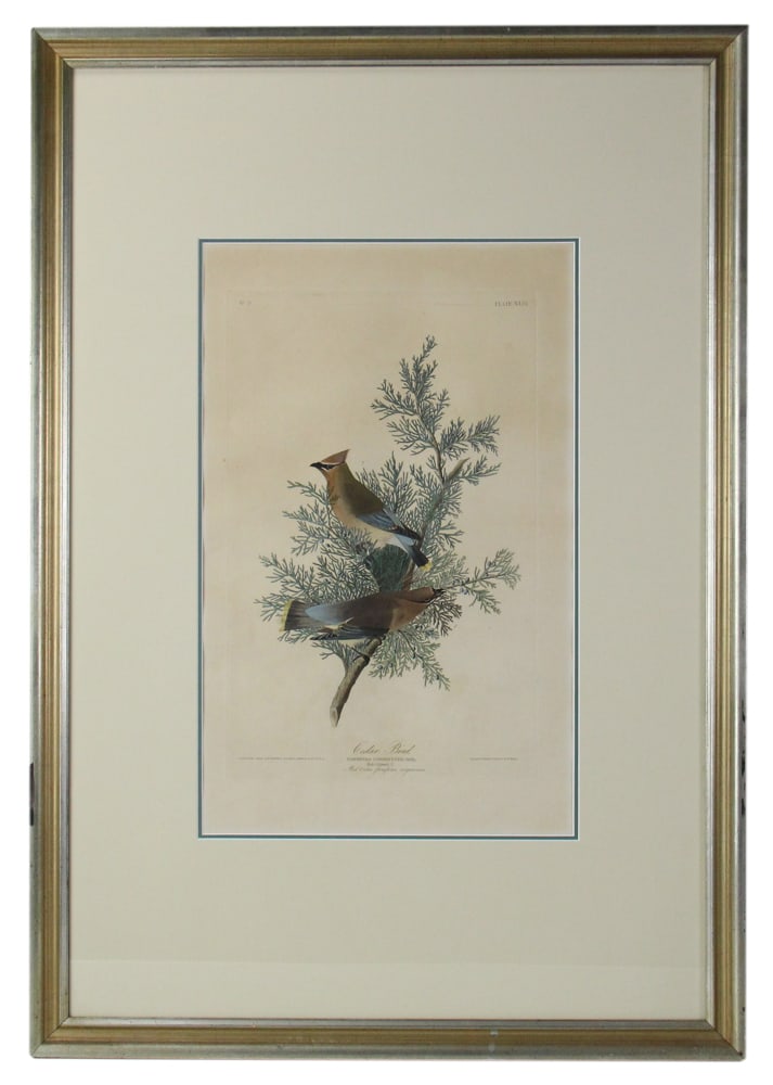 Havell Edition Audubon Aquatint, "Cedar Bird" (1 of 7)