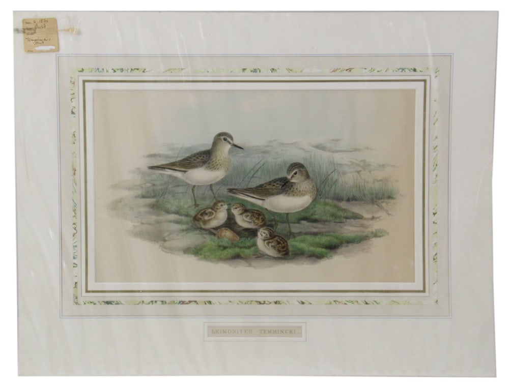 Gould Lithograph Print, Leimonites Temmincki, Stint: Gould lithograph print, "Leimonites Temmincki" (stint). Provenance: Palm Beach, Florida estate.