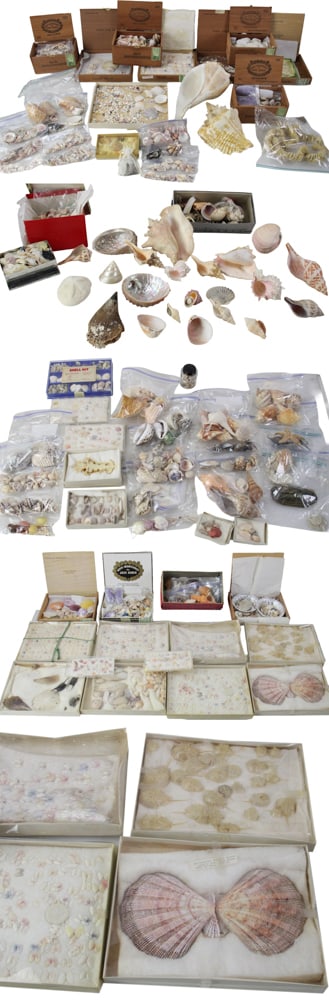 Large Collection of Seashells, Southeast Asian and African Waters: Large collection of many seashells from Southeast Asian and African waters, started by Nantucket sea captain in the 19th century and added to by family members of the last century. Provenance: Beverly