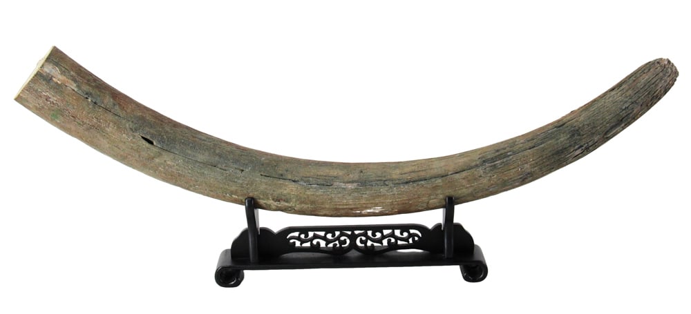 Wooly Mammoth Tusk on Display Stand: Wooly mammoth tusk mounted horizontally on black display stand, 37" L, 3 1/2" diameter. Provenance: Salem, Massachusetts collection.
