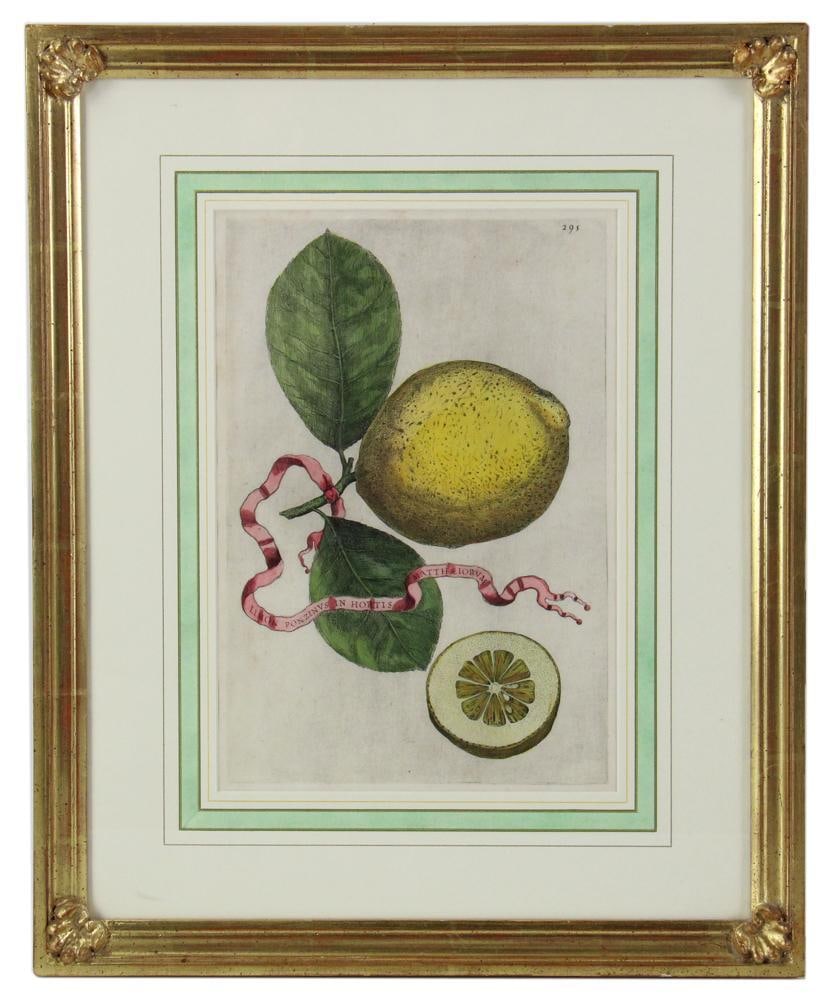 17thC Botanical Colored Print, Attributed to Giovanni Ferrari: 17th century colored print, botanical art citrus fruit, attributed to Giovanni Battista Ferrari (Italian, c.1582-1655), 13" x 9", custom framed 20" x 16". Provenance: Palm Beach, Florida estate.