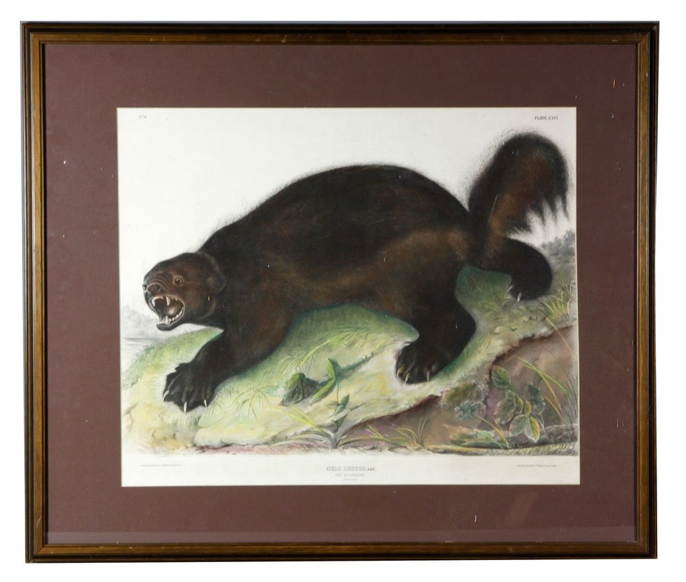 Bowen, Wolverine, Audubon Print: J. T. Bowen, wolverine, Audubon print, 1843, Philadelphia, 19h" x 23"w (view), 27 1/4"h x 32"w (frame). Provenance: Property from the estate of Joseph Raymond of Chestnut Hill, MA and Cape Cod, MA. Jo