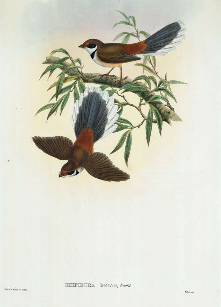 Hart and Gould, "Rhipidura Dryas", Lithograph: William Hart (British, 1830-1908), and John Gould (British, 1804-1881), "Rhipidura Dryas", lithograph, circa 1875, 22" x 15".