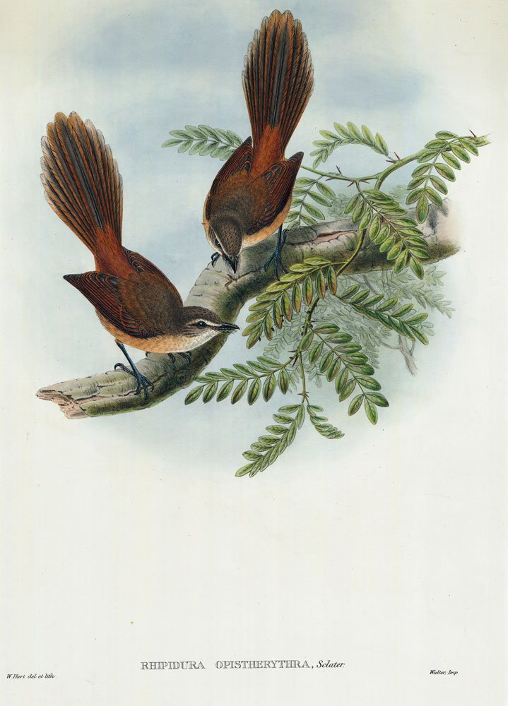 Hart and Gould, "Rhipidura Opistherythra", Lithograph: William Hart (British, 1830-1908), and John Gould (British, 1804-1881), "Rhipidura Opistherythra", lithograph, circa 1975, 22" x 15".