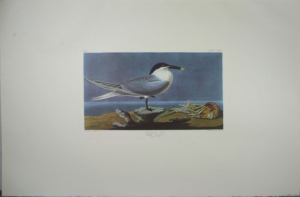 20th C. Amsterdam J.J. Audubon, "Sandwich Tern".: 20th Century Amsterdam edition of J.J. Audubon, "Sandwich Tern Sterna Boyssii, Lath. Florida Cray Fish", originally engraved, printed, and coloured by R. Havell, London 1835, Plate CCLXXIX, No. 56, ov