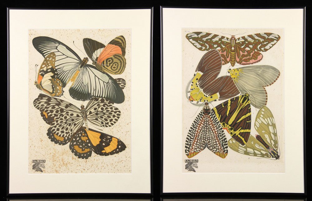 Seguy, 2 Lithographs of Moths (1 of 7)