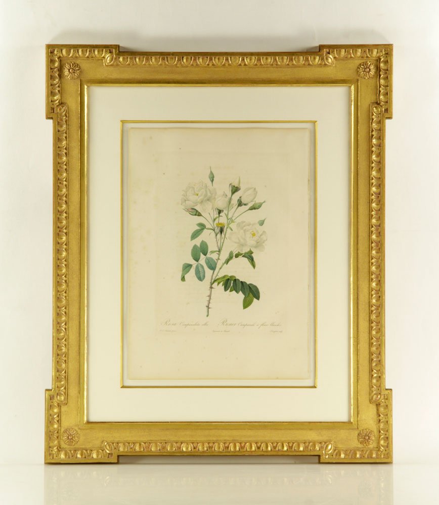 18th C. "Rosa Campanulata Alba" Print (1 of 6)