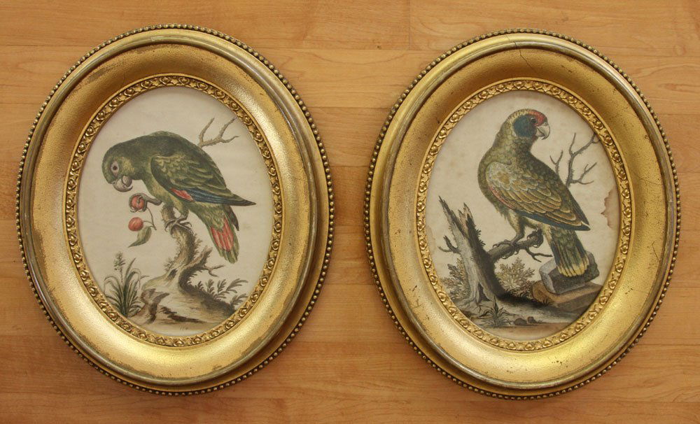 Pr. 19th C. Hand Colored Parrot Prints (1 of 6)