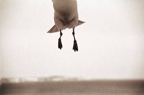 Henry Horenstein, Seagull Revere Beach MA, Photo: Henry Horenstein, Seagull, Revere Beach, MA 2005, photograph, ink jet print, 12" x 18". New condition.This piece of art was donated by the artist to benefit Montserrat College of Art, Beverly Massachu