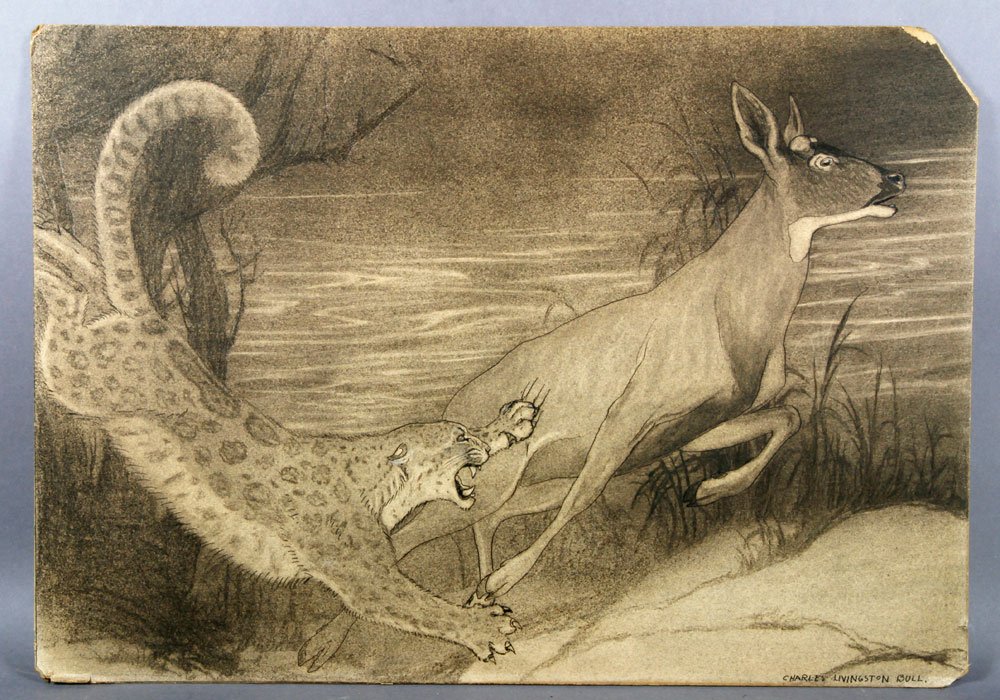 Bull, Leopard and Deer, Charcoal and Ink: Charles Livingston Bull (American, 1874-1932), leopard hunting a deer, labeled verso, charcoal and ink drawing, signed lower right, 16" h x 26" w.