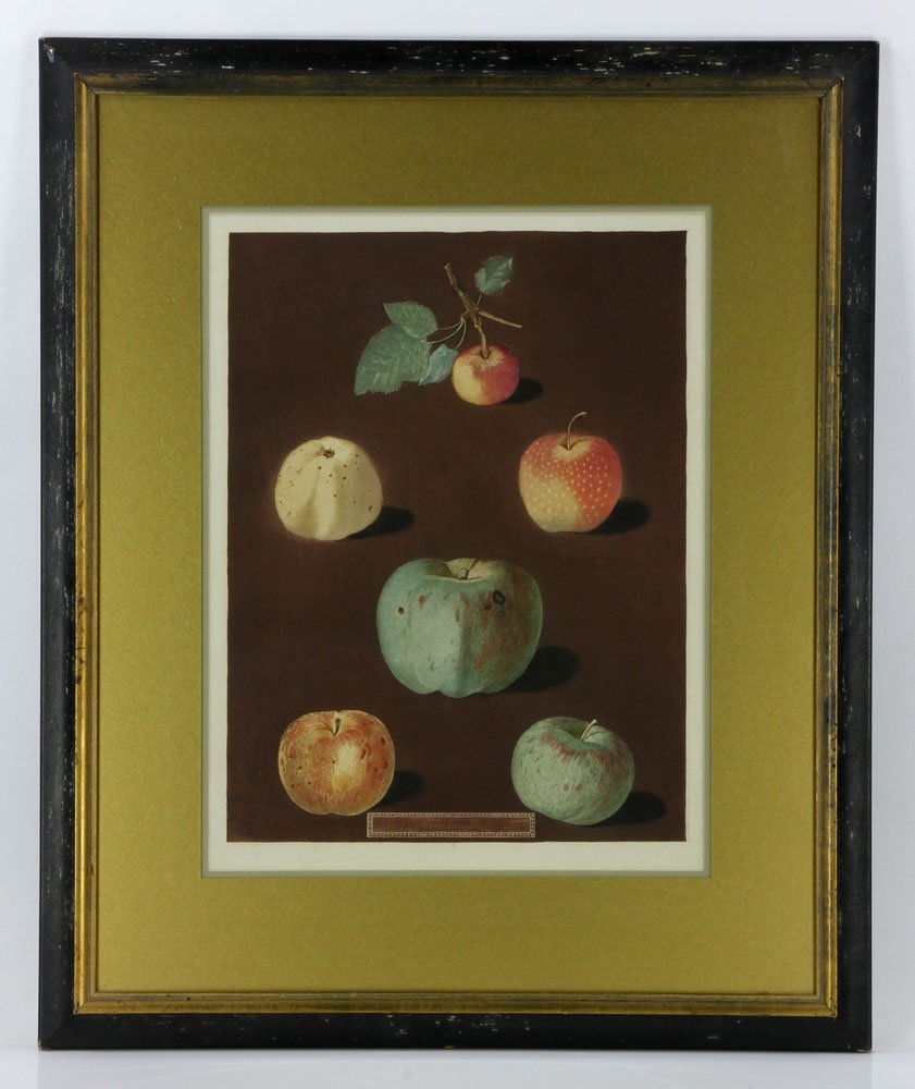 Brookshaw, Apples, Aquatint: George Brookshaw (British, 1751-1823), apples, aquatint, framed under glass, 16 1/4" h x 12 1/4" w (image), 26 3/4" h x 22 1/4" w (frame). Provenance: From a New Hampshire estate.