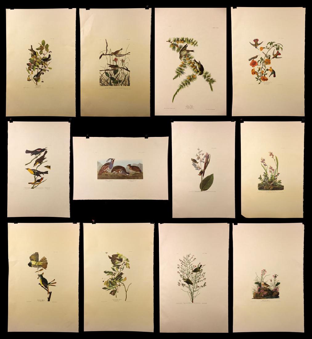 Lot of 12 Audubon Lithographs: Lot of twelve offset lithographs, 20th century, Havell Ed of John James Audubon, to include: "Yellow Winged Sparrow," "Orange Crowned Warbler," "Mangrove Hummingbird," "Pine Finch," "Black Poll Warble