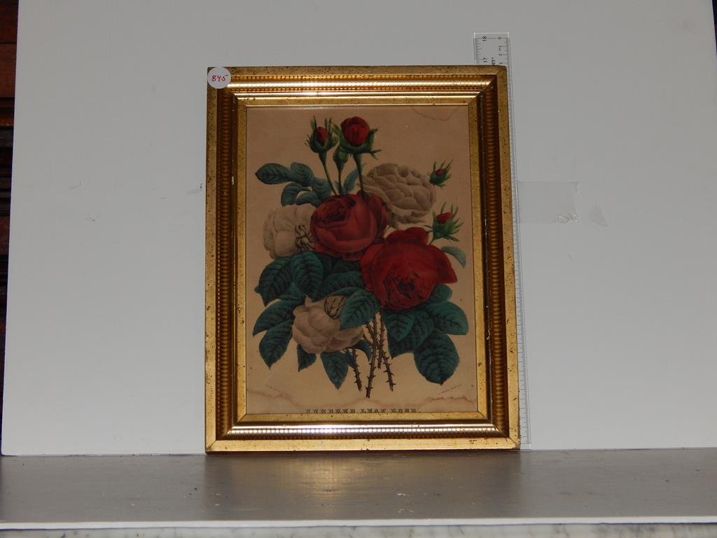 Four framed lithographs, "the pride of the west" by N.: Four framed lithographs, "the pride of the west" by N. Currier minor stains, "hundred leaf rose" by N. Currier stains, "brother & sister" by N. Currier minor stain, "the wonderful albino family" by Cu