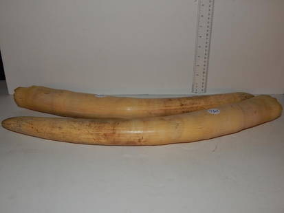 Pair of raw elephant ivory tusks, approximately 24"L: Pair of raw elephant ivory tusks, approximately 24"L ref.#761,762