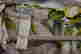 item-133559856=5