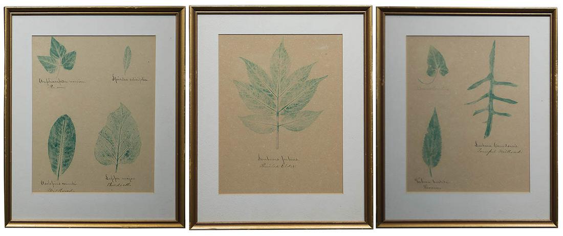 THREE FRAMED LEAF IMPRINTSMade by Elder Henry Blinn, Canterbury Shakers, N.H., authenticated by (1 of 5)