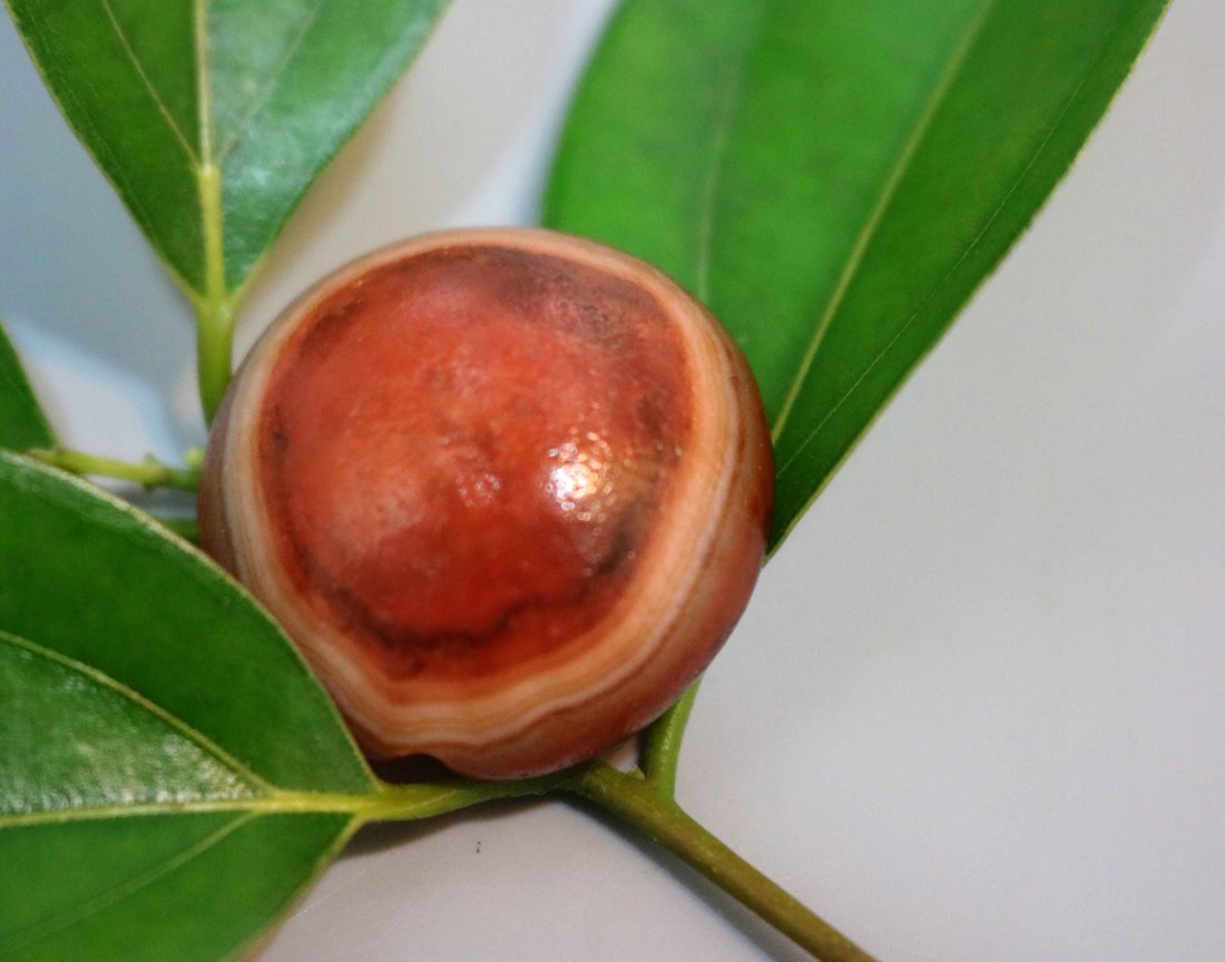 Pure Tang Dynasty Old Sheep eye Tianzhu Beads NO3 (1 of 4)