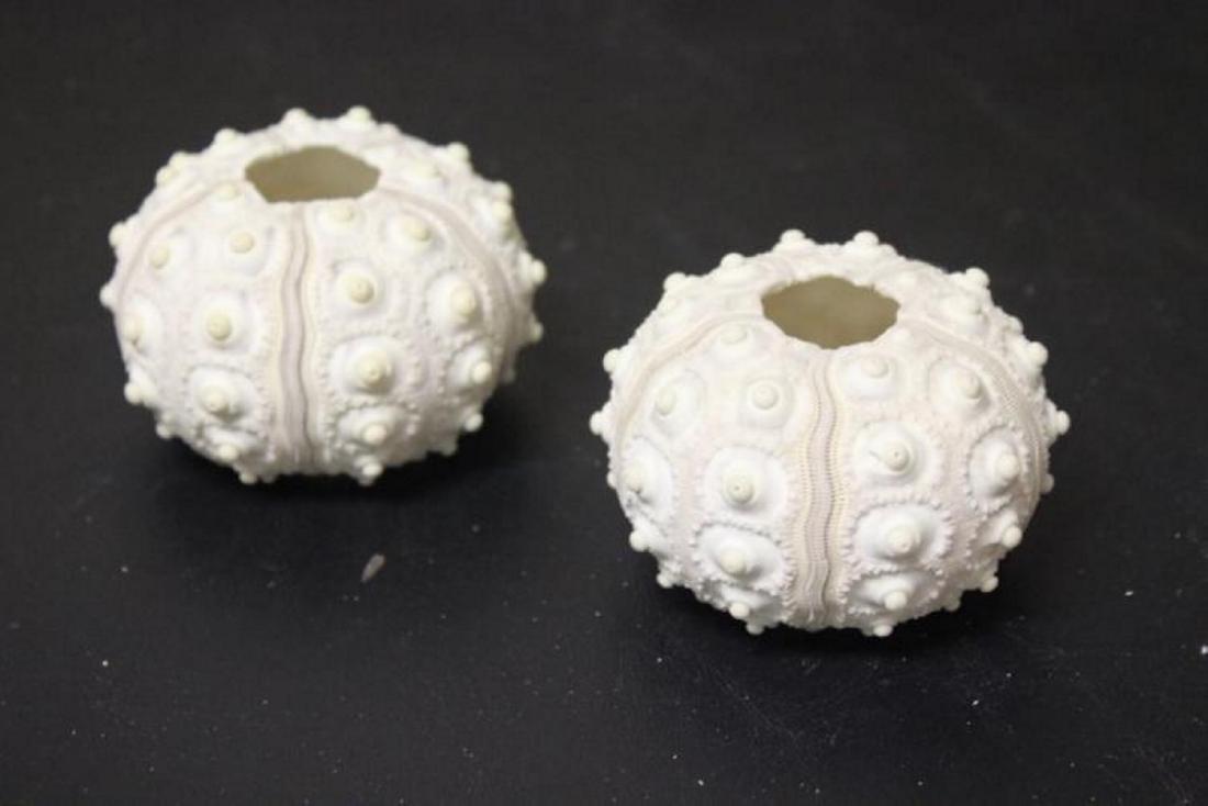 A Pair of Decorative Sea Shell: 2 1/4" tall