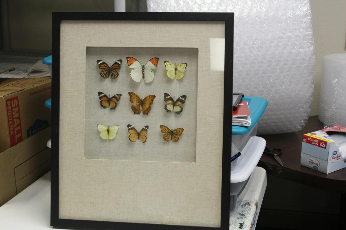 Butterfly Art in Shadow Box: 19 1/2" x 14 1/4"
